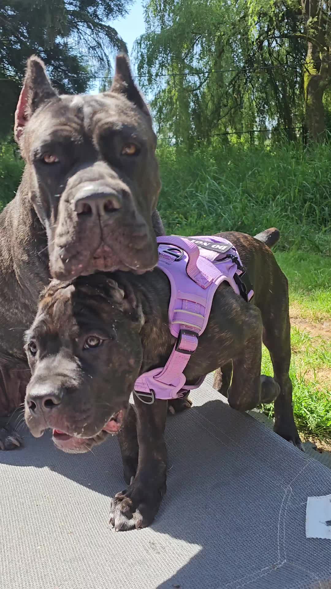 @SalmonCreekCaneCorso