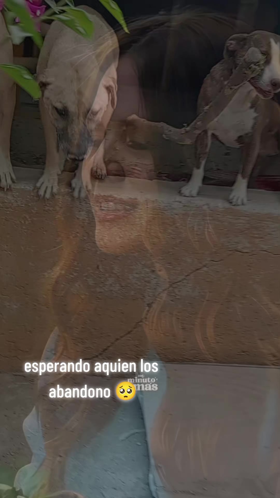 @HUELLITASDETOBBY