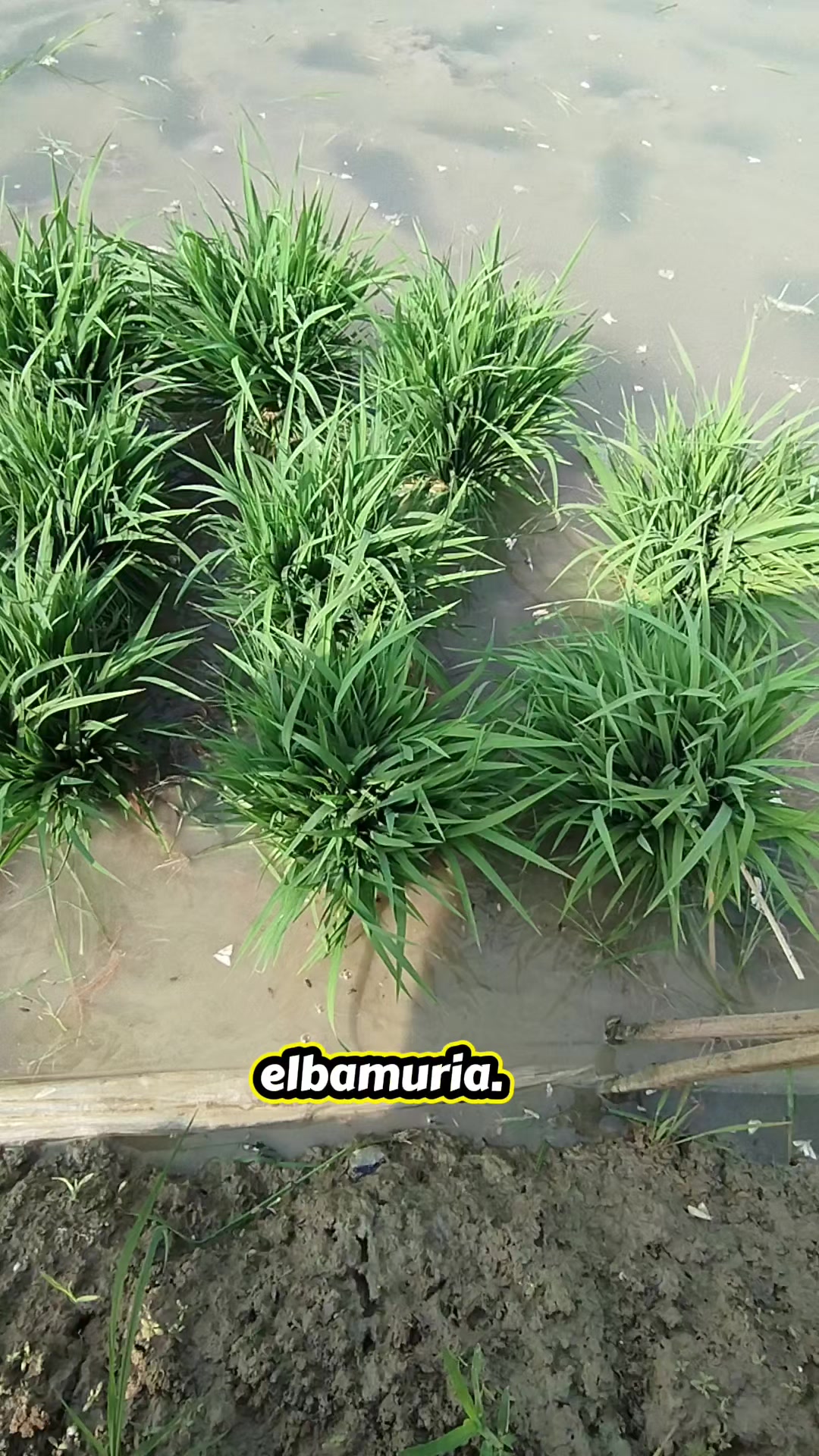@elbamuria