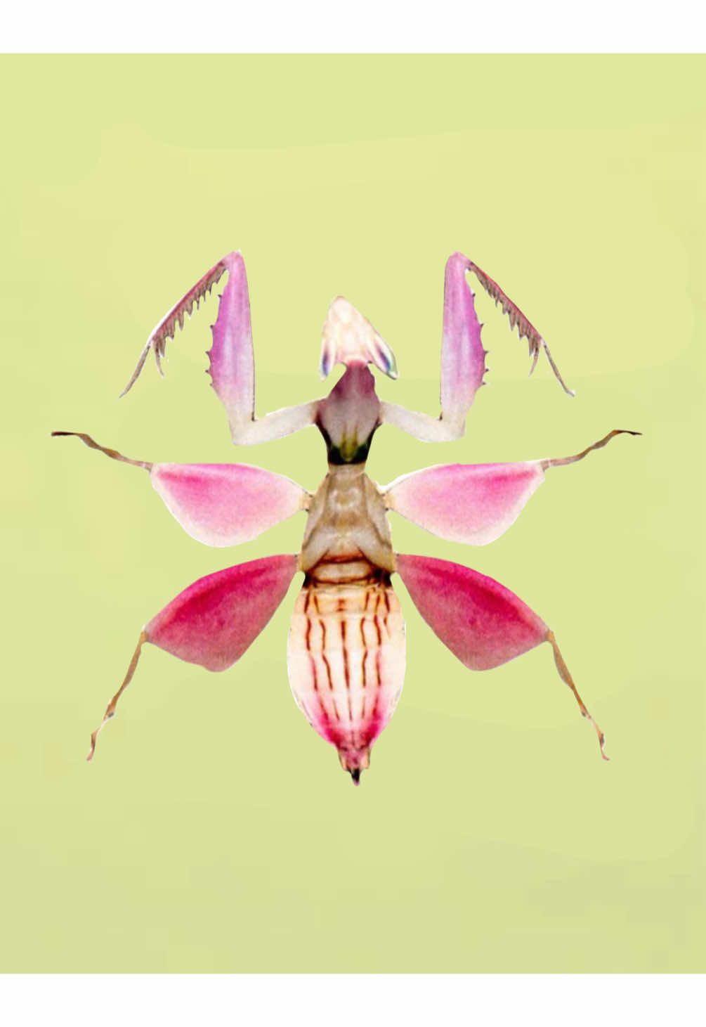 @🦟🎀insect🎀🦟