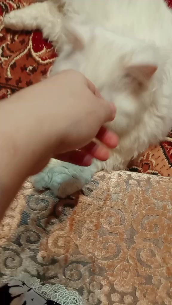 @C̆a𝔱𝔰 𝔴𝔦𝔱𝔥 N̆̈𝔬𝔬r̆̈❤️