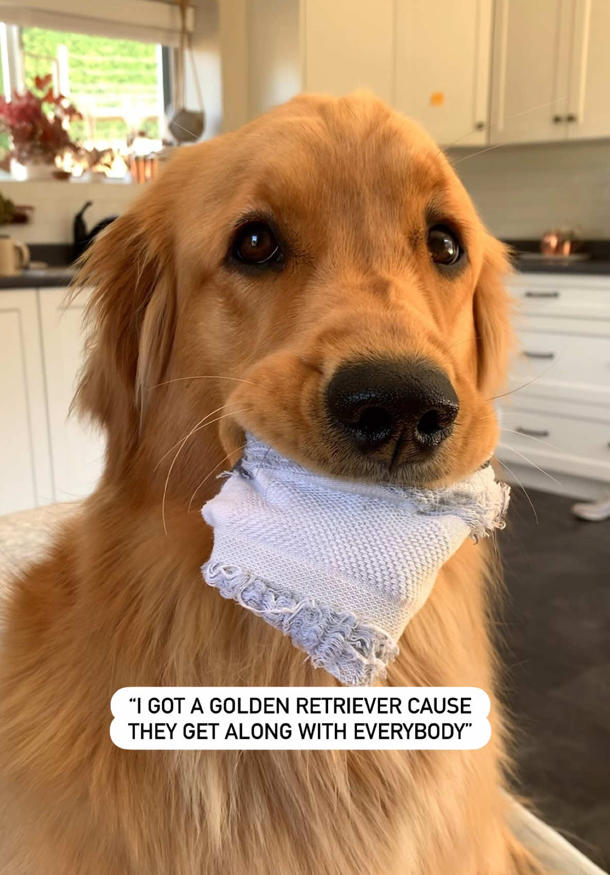 @Pacha and Bucket the Goldens