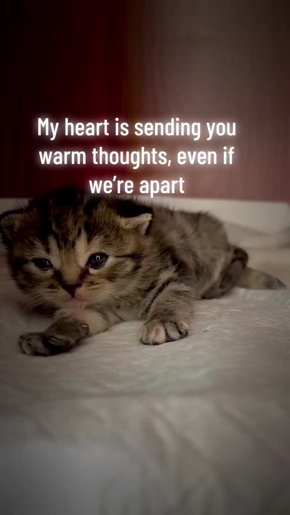 @catbosssss