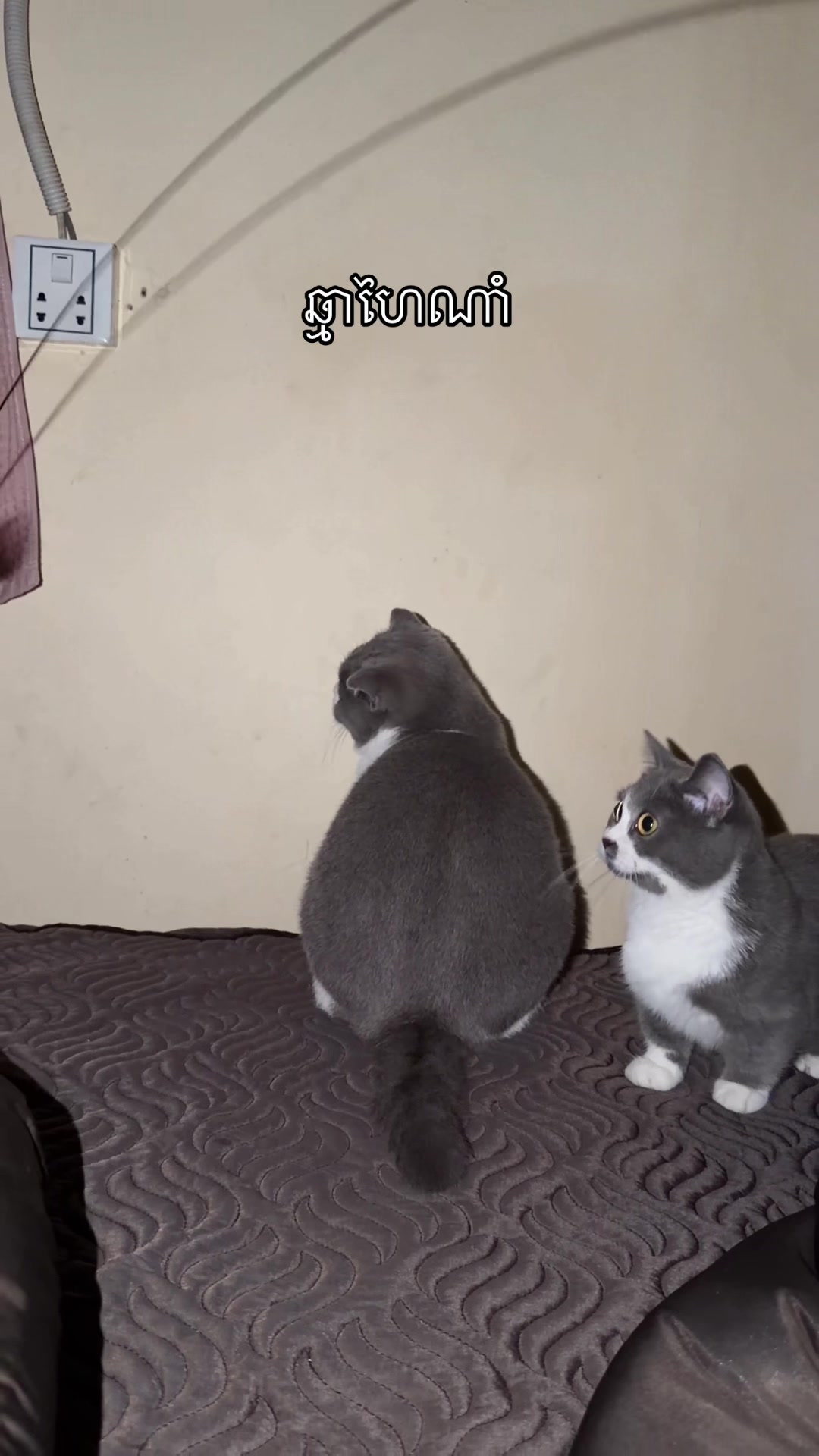 @Jinjin&mimi