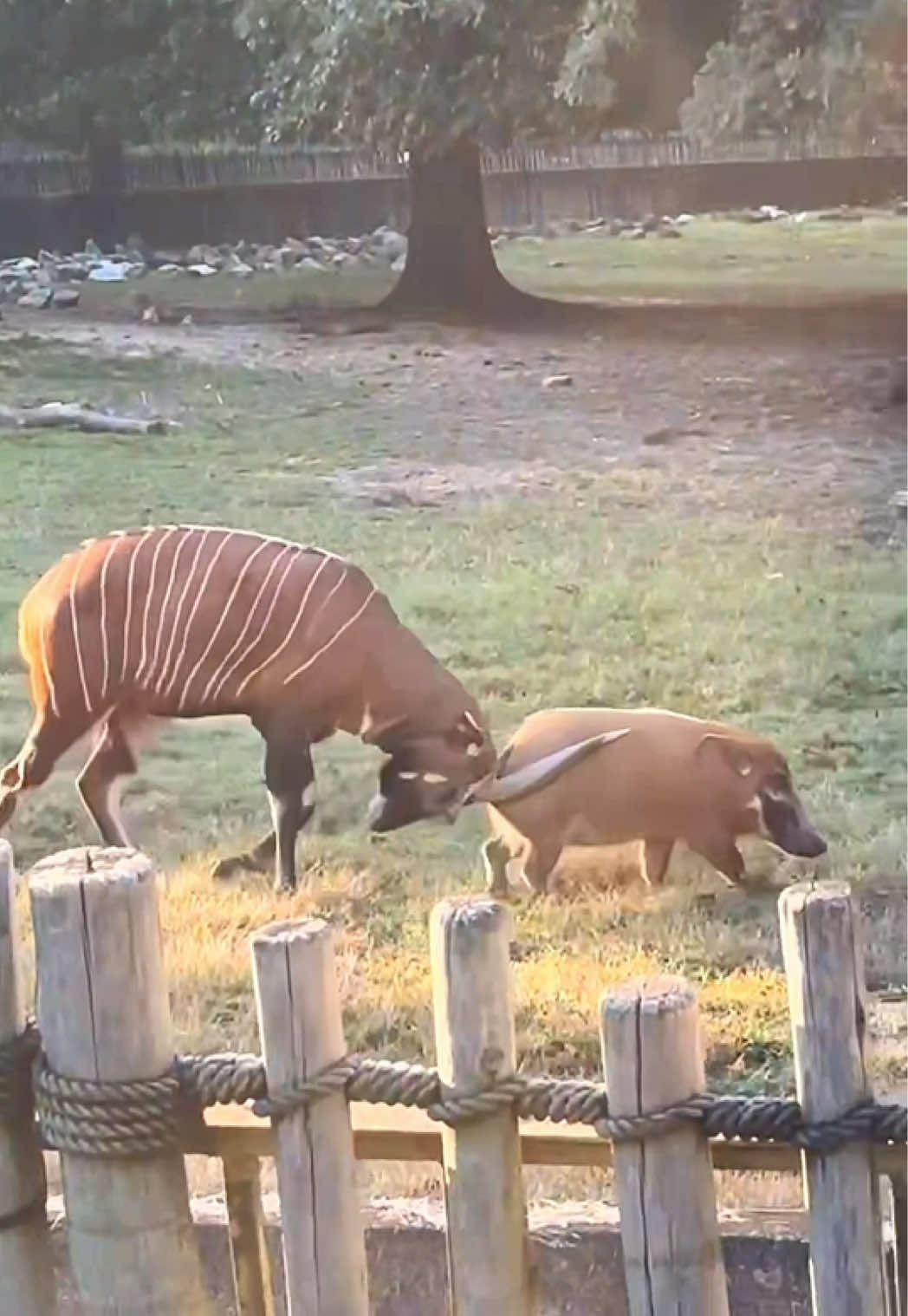 @memphiszoo