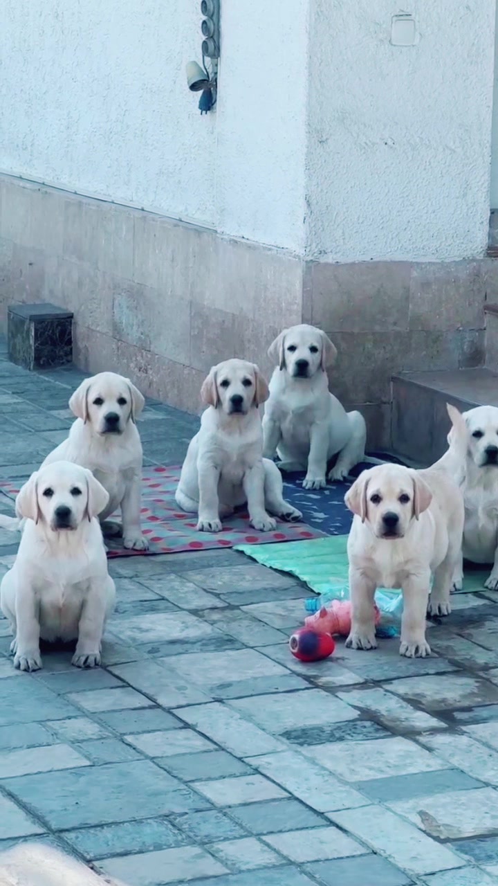 @Trại Chó Nghiệp Vụ Hà Tây