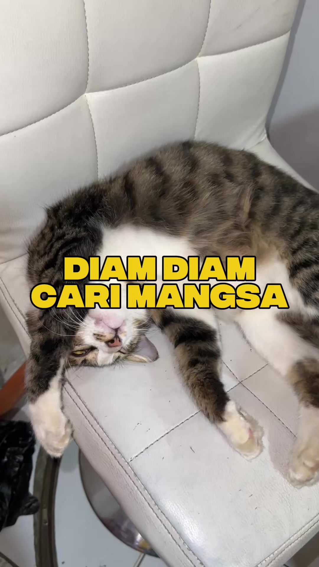 @bejo petmart
