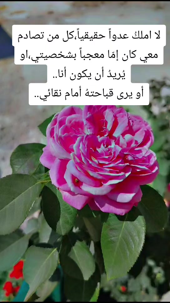 @عبير الورد🍃❤️