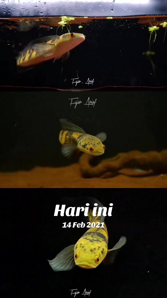 @fajararief12