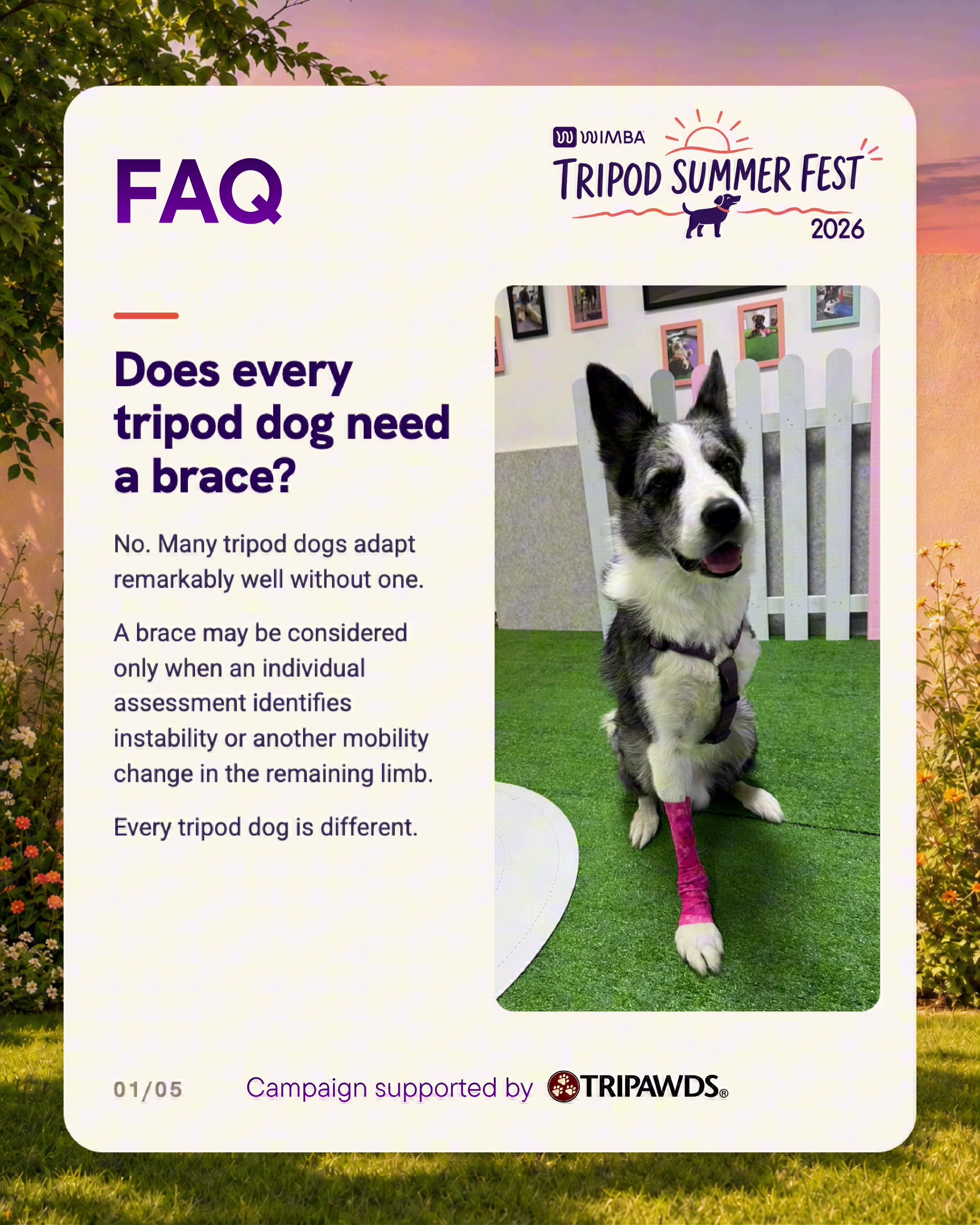 @WIMBA: Pet Orthoses