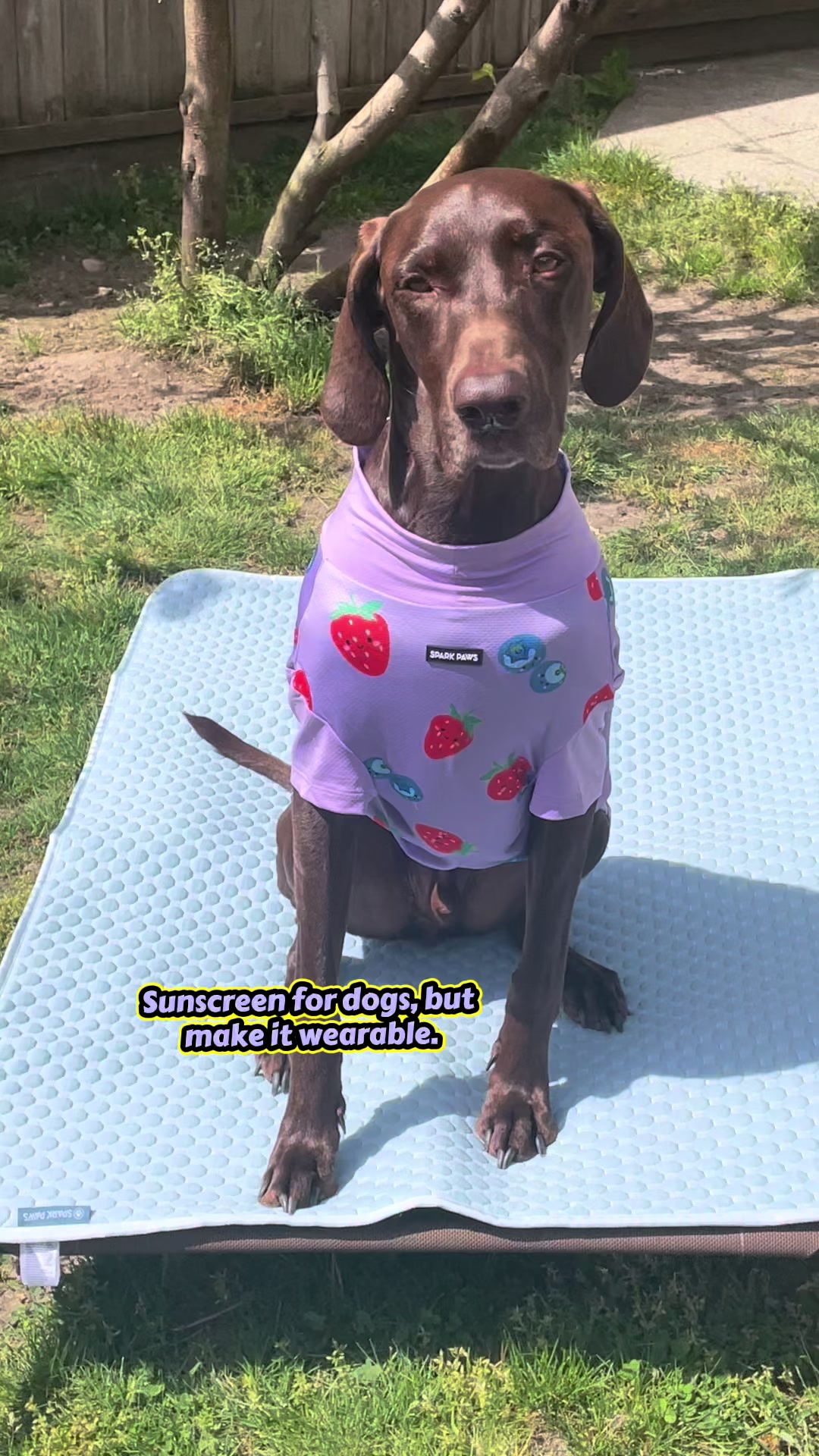 @Rocky_and_mom 🐾❤️🐶