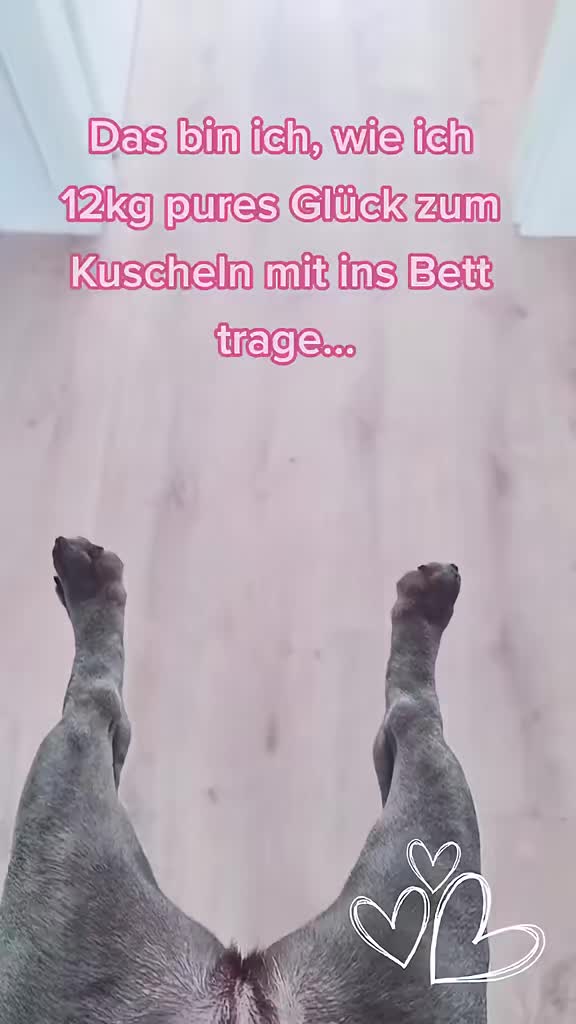@FrenchieFrieda