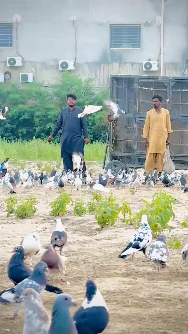 @عدیل رحمن لیہ وال کبوتر باز