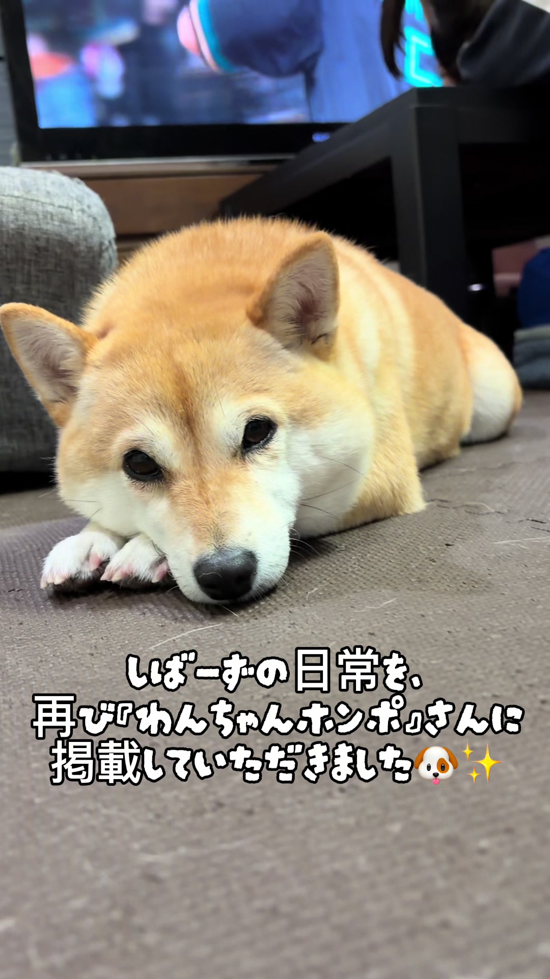 @こまめとしばーず🐾