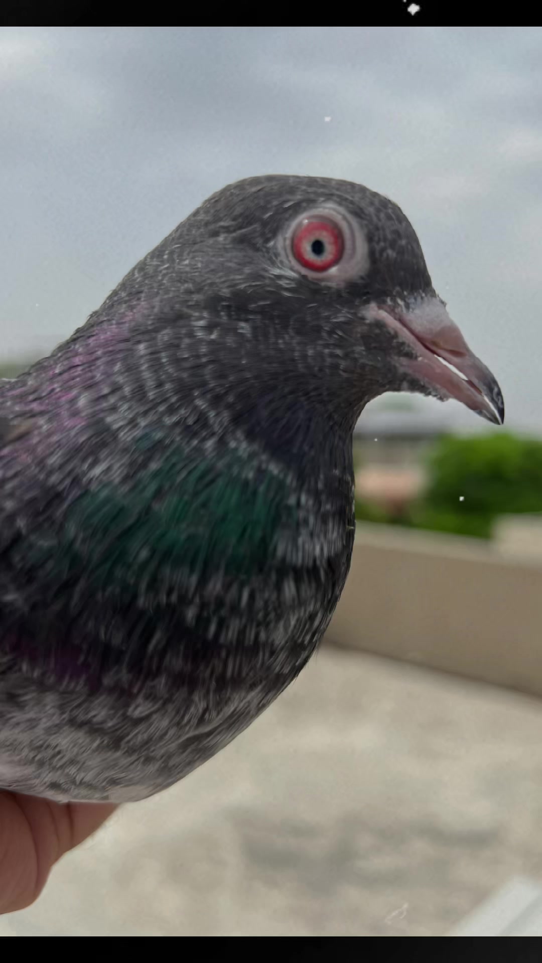 @The Best Pigeons