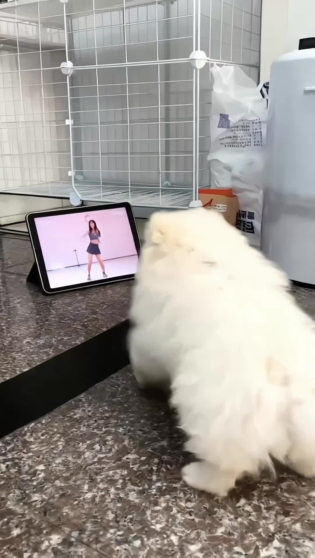 @WagTrip