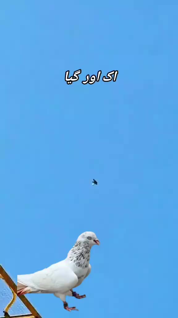 @kabootar baaz