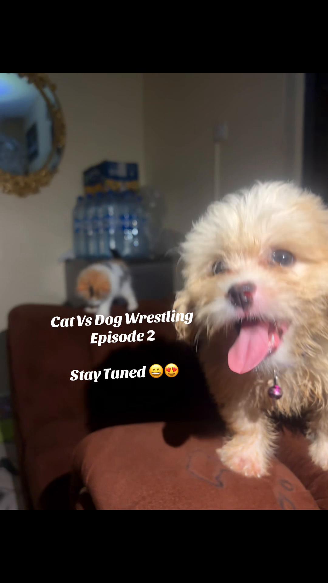 @🐱Deraspets🐶