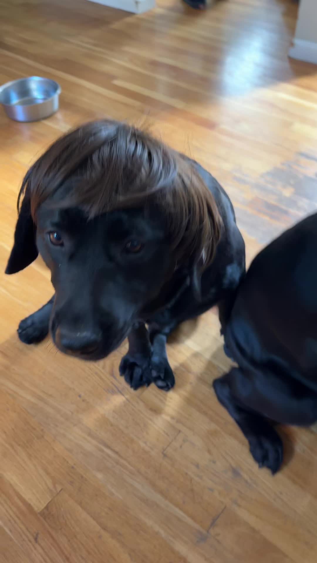 @DennisTheBlackLab