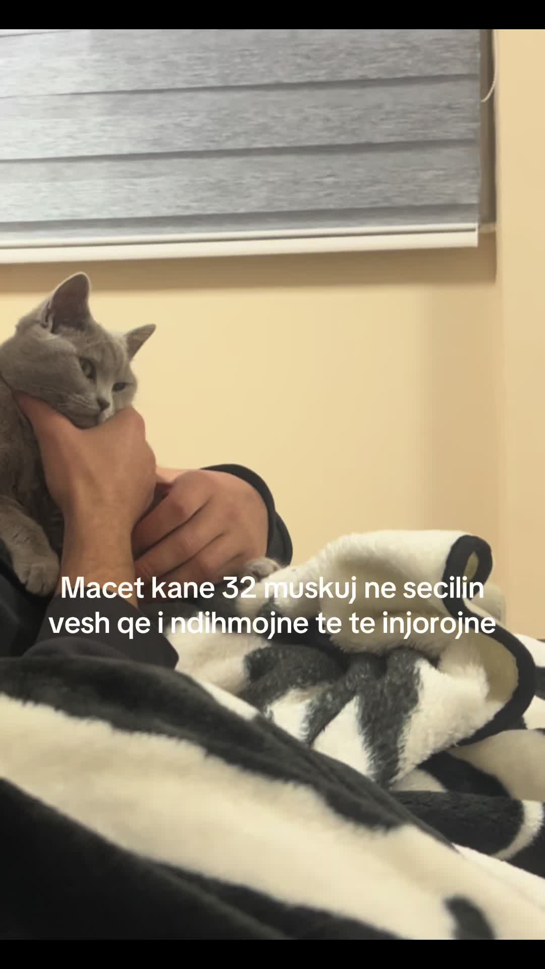 @matchaathecat