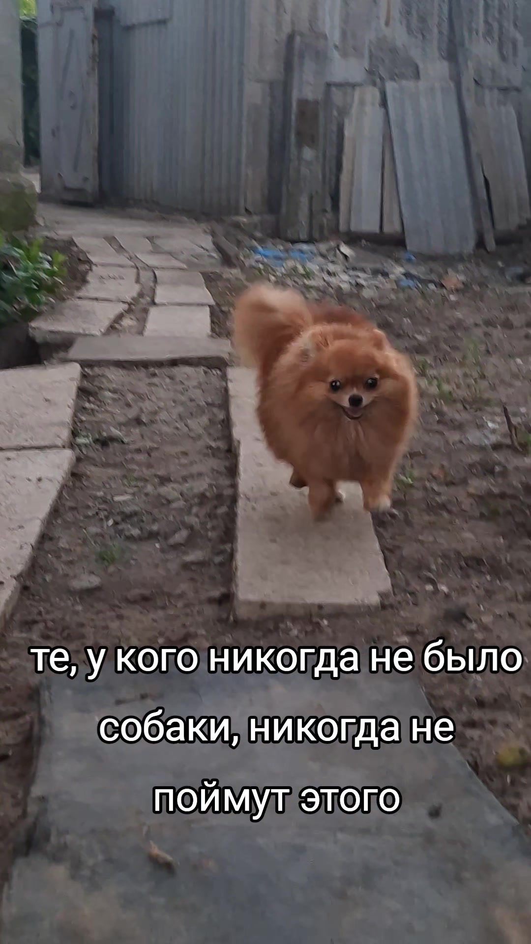 @didgik