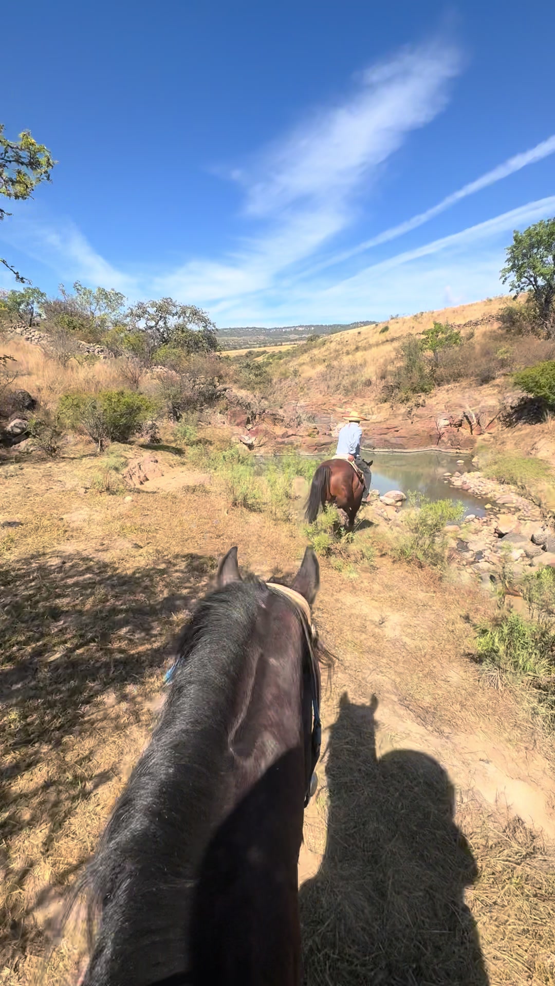 @El zurdo🌵🐴