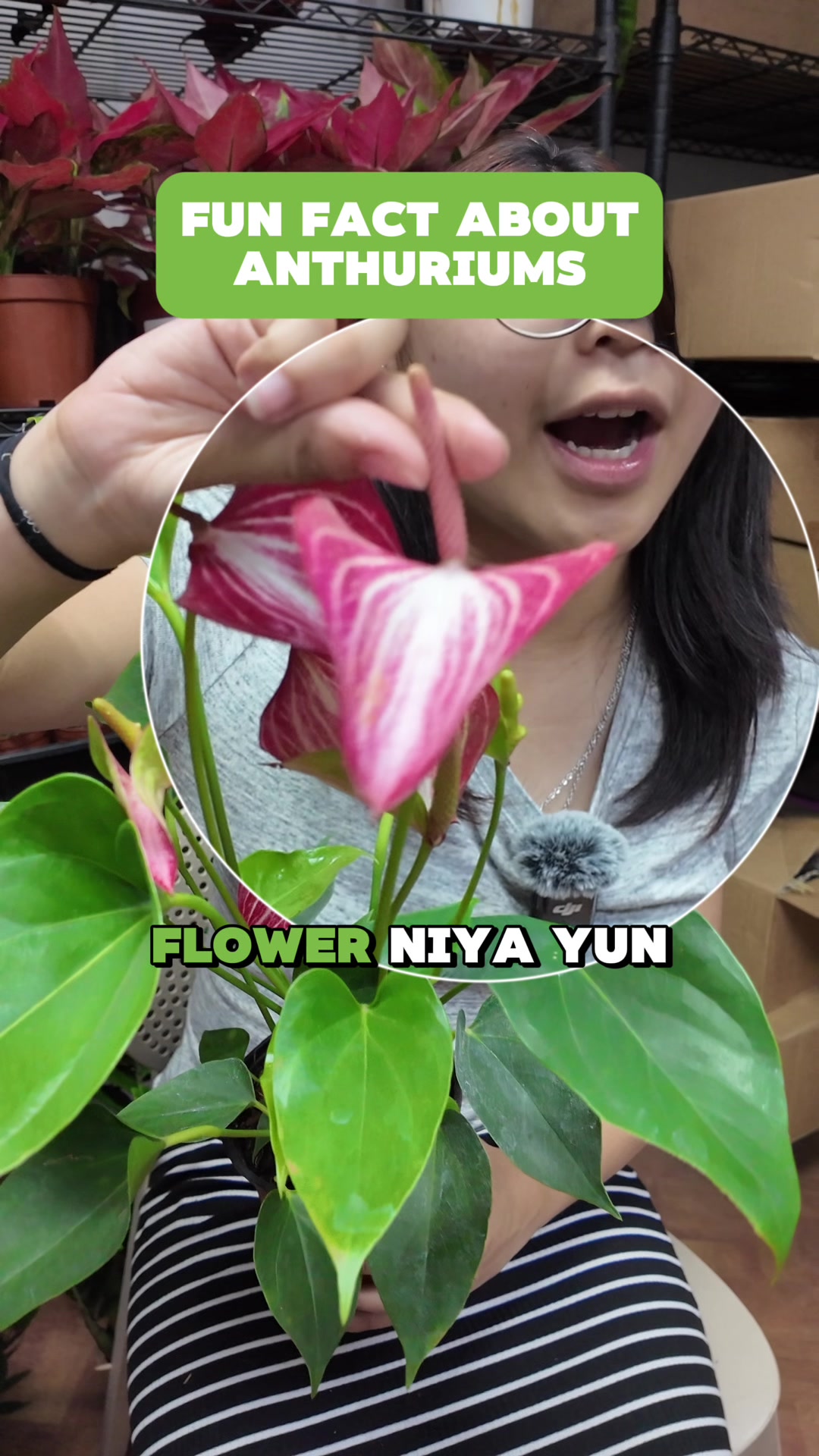 @PlantCulturePH