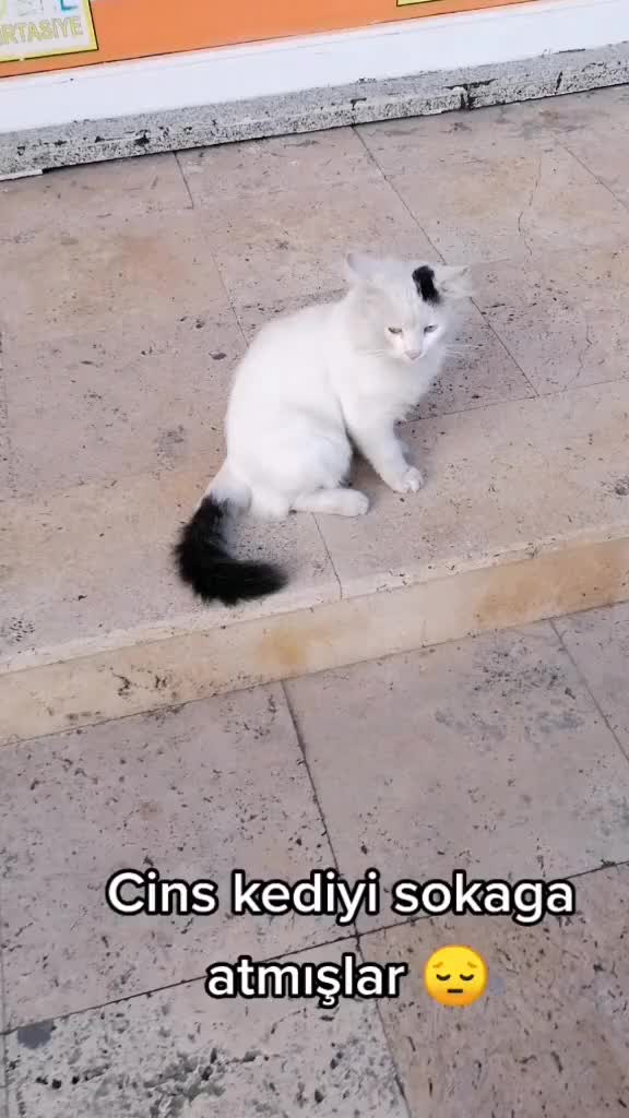 @MUSTAFA38