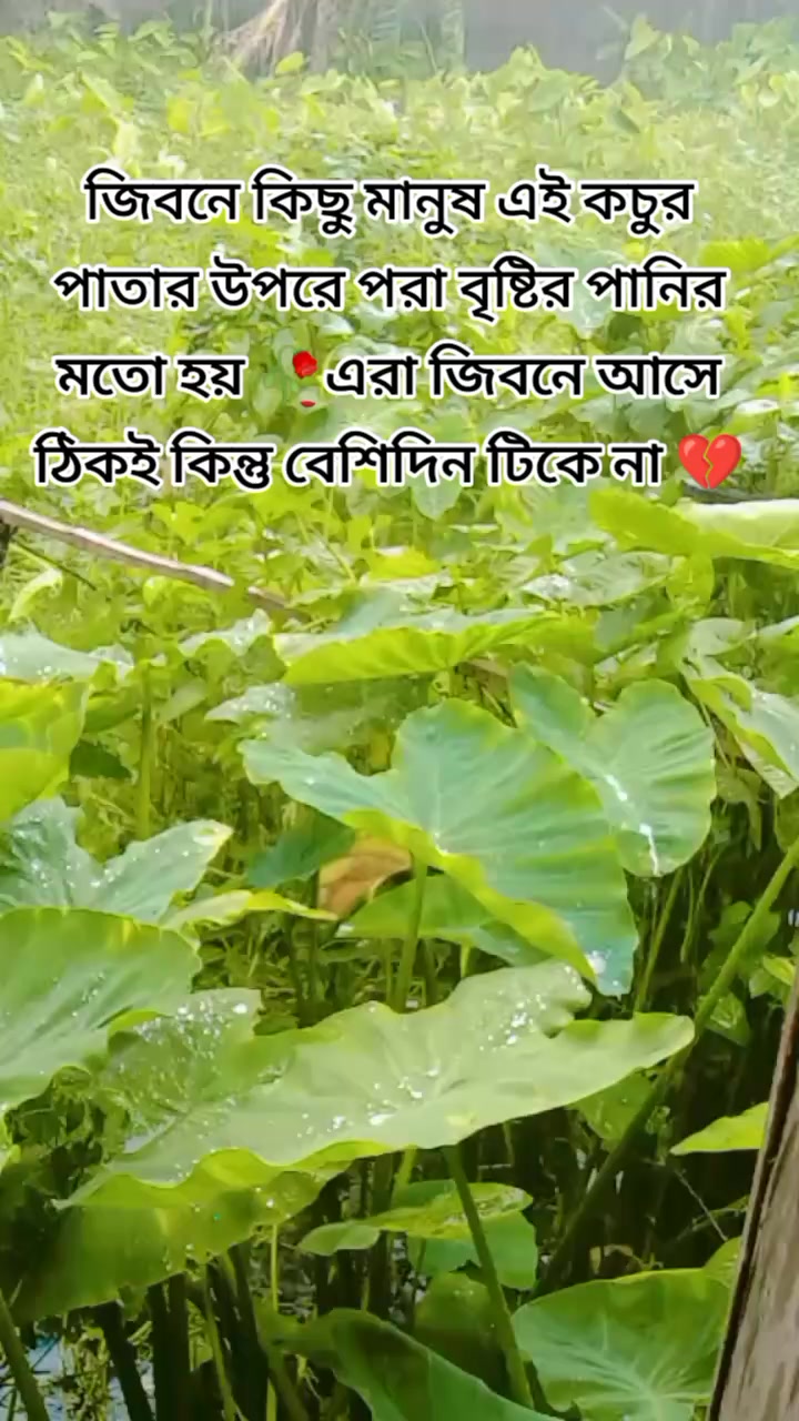 @shehzadi 014