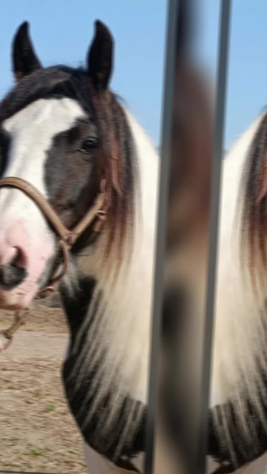 @GypsyHorse