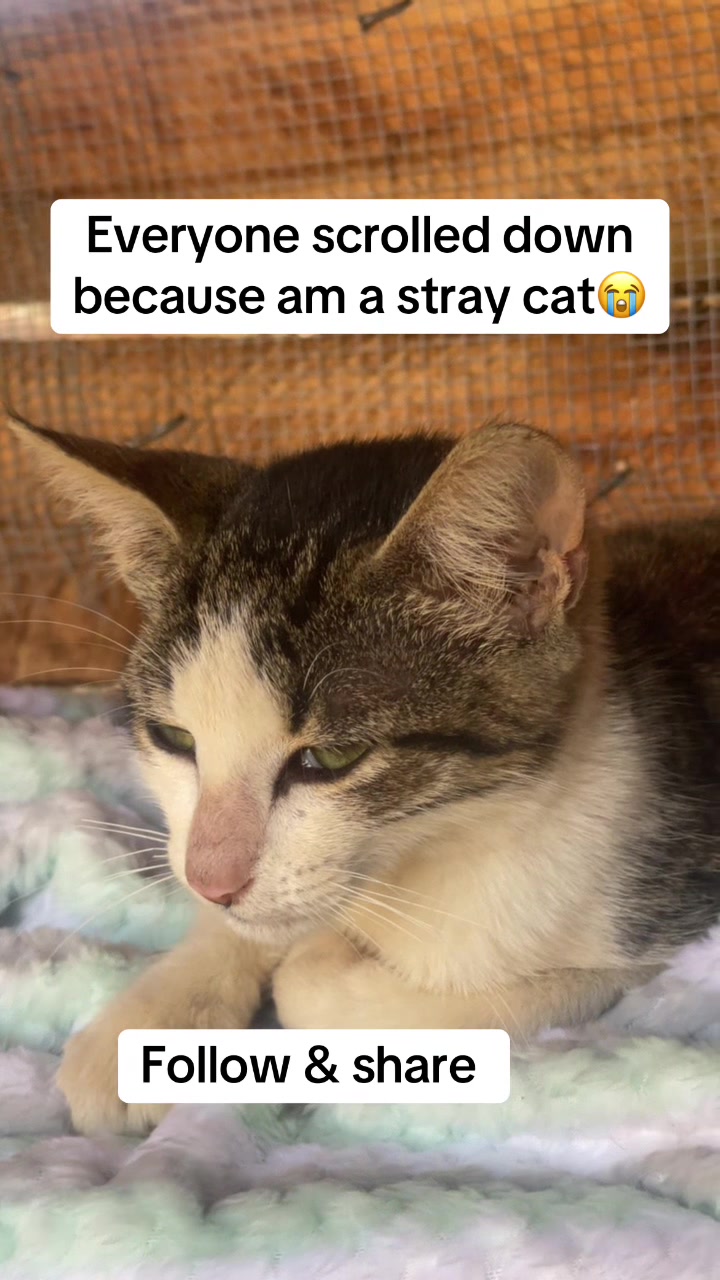 @tailspinrescue