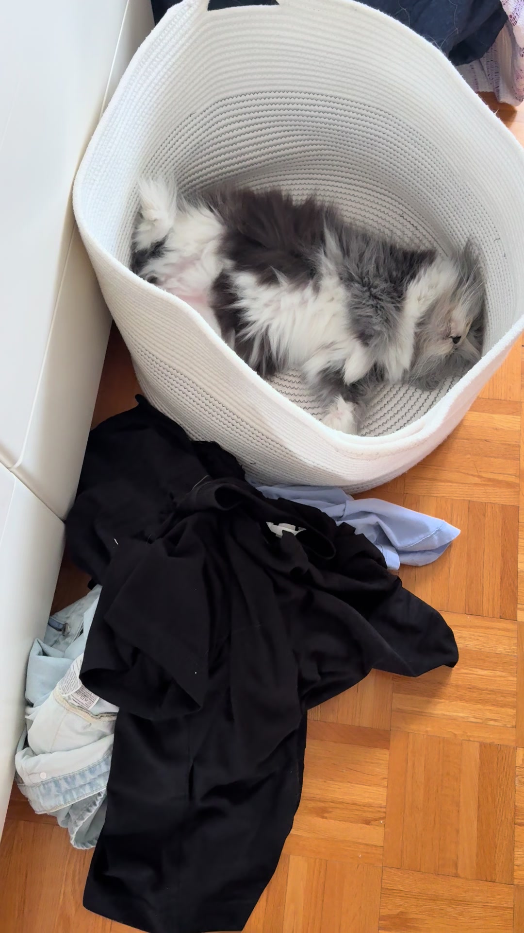 @atchoumthecat