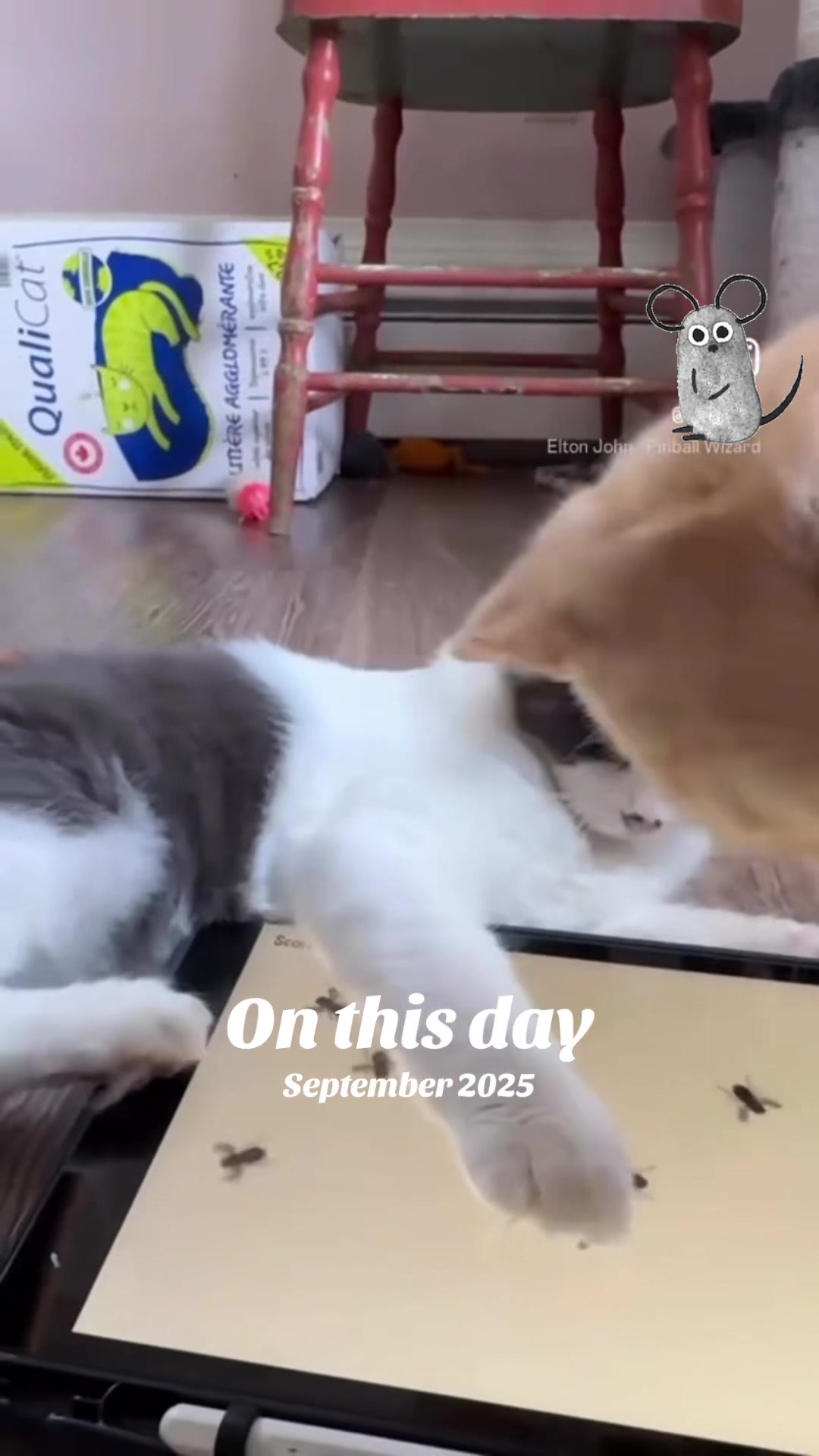 @North Toronto Cat Rescue