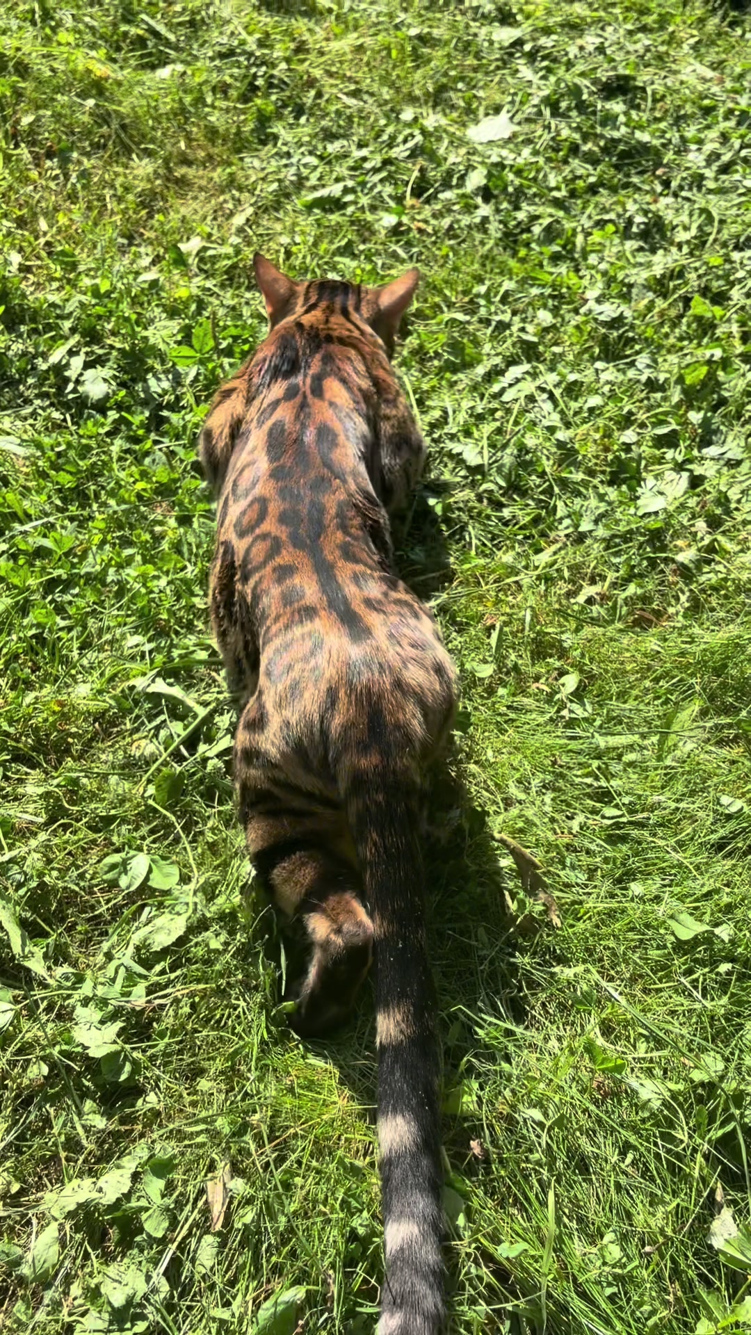 @Cattery bengal cats