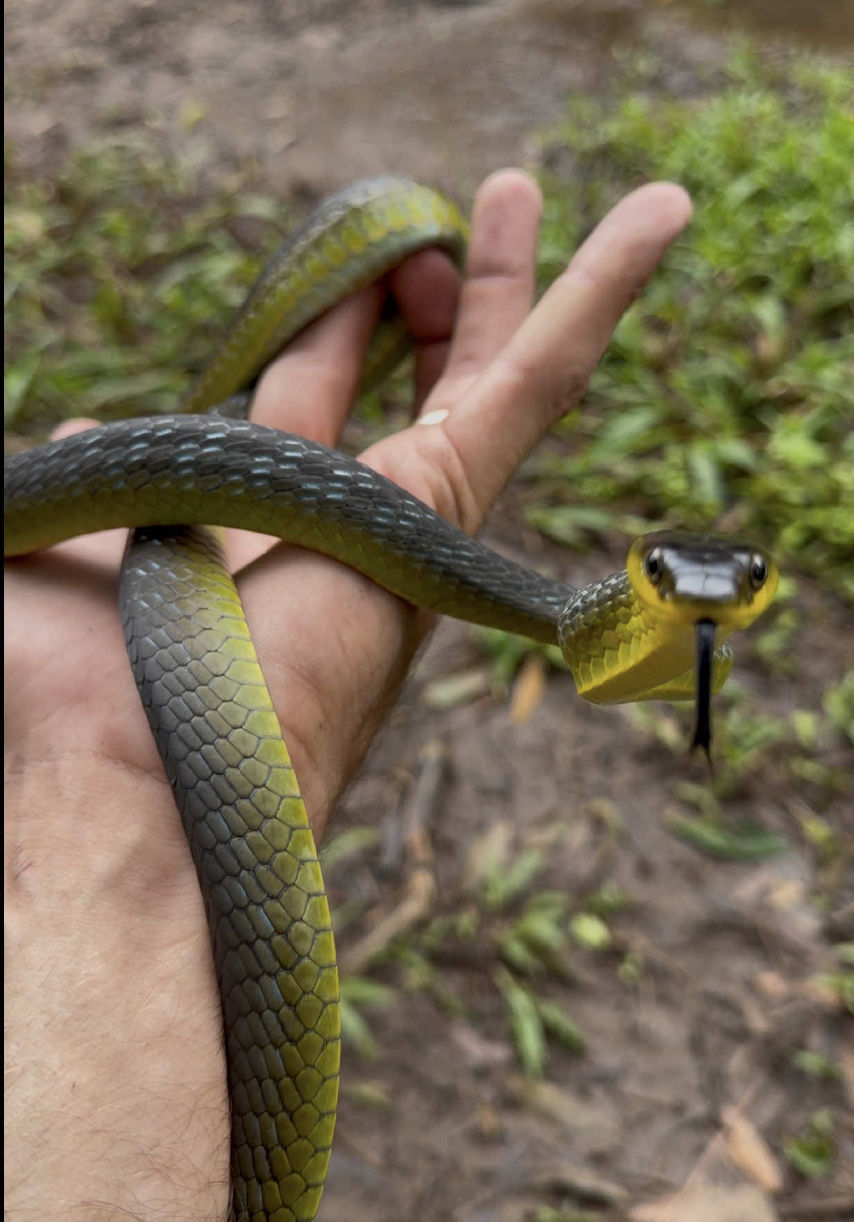@Snake Catcher Dan
