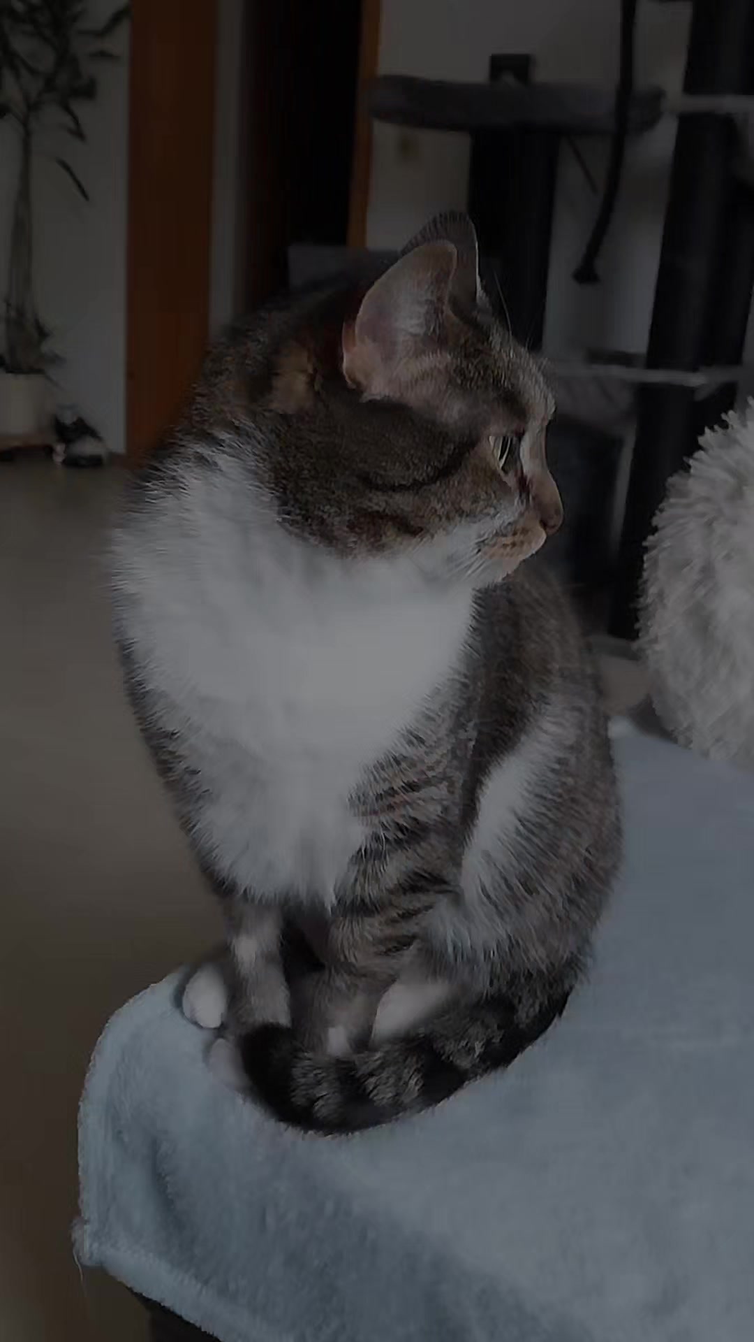 @Scotty🐱🐾🐱🐾 🐱🐾🐱🐾🐱🐾