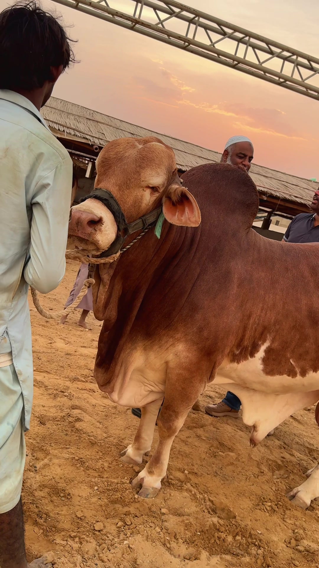@Karachi Bull lovers