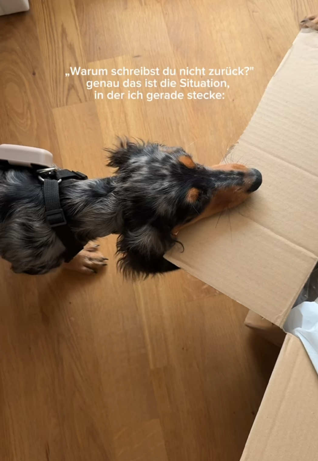 @Lio&Lou I Dachshund
