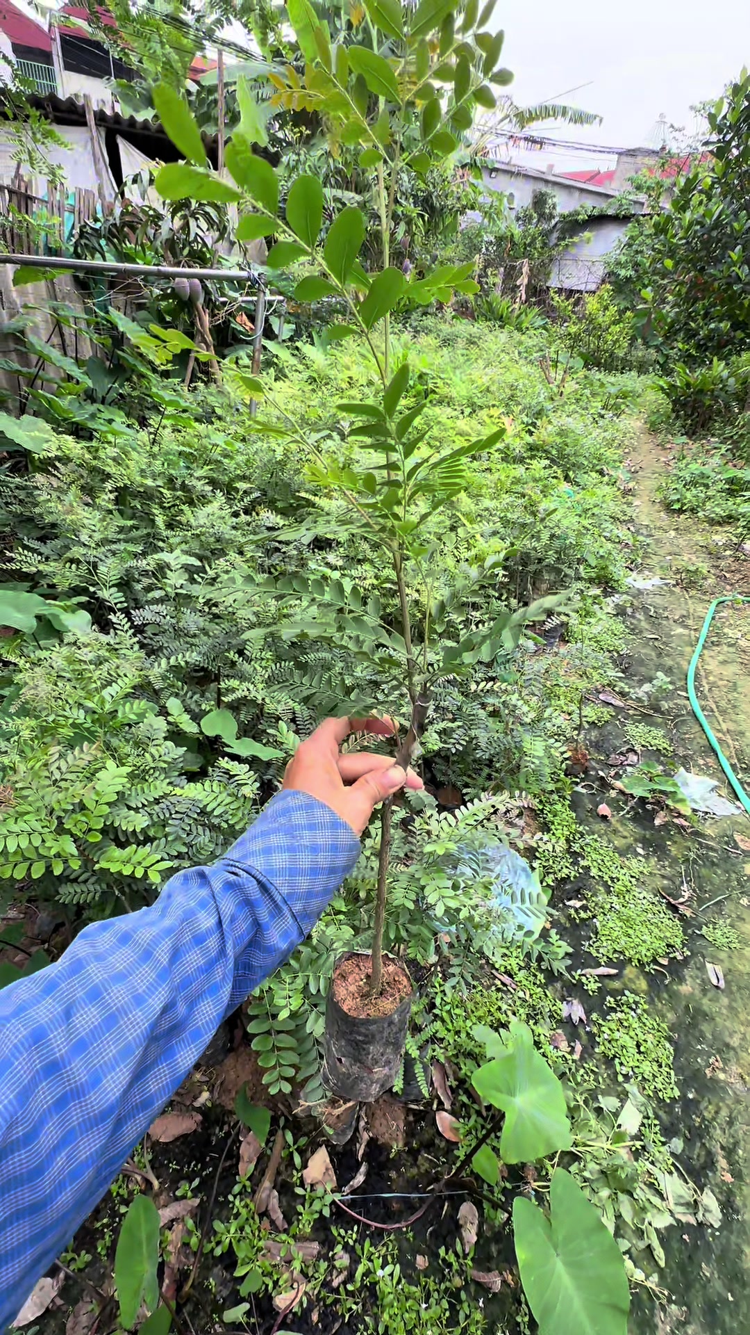 @Nh&agrave; Vườn Vũ Mai