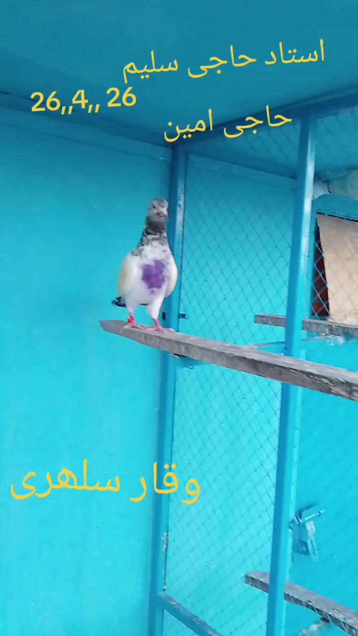 @waqarsulehri555