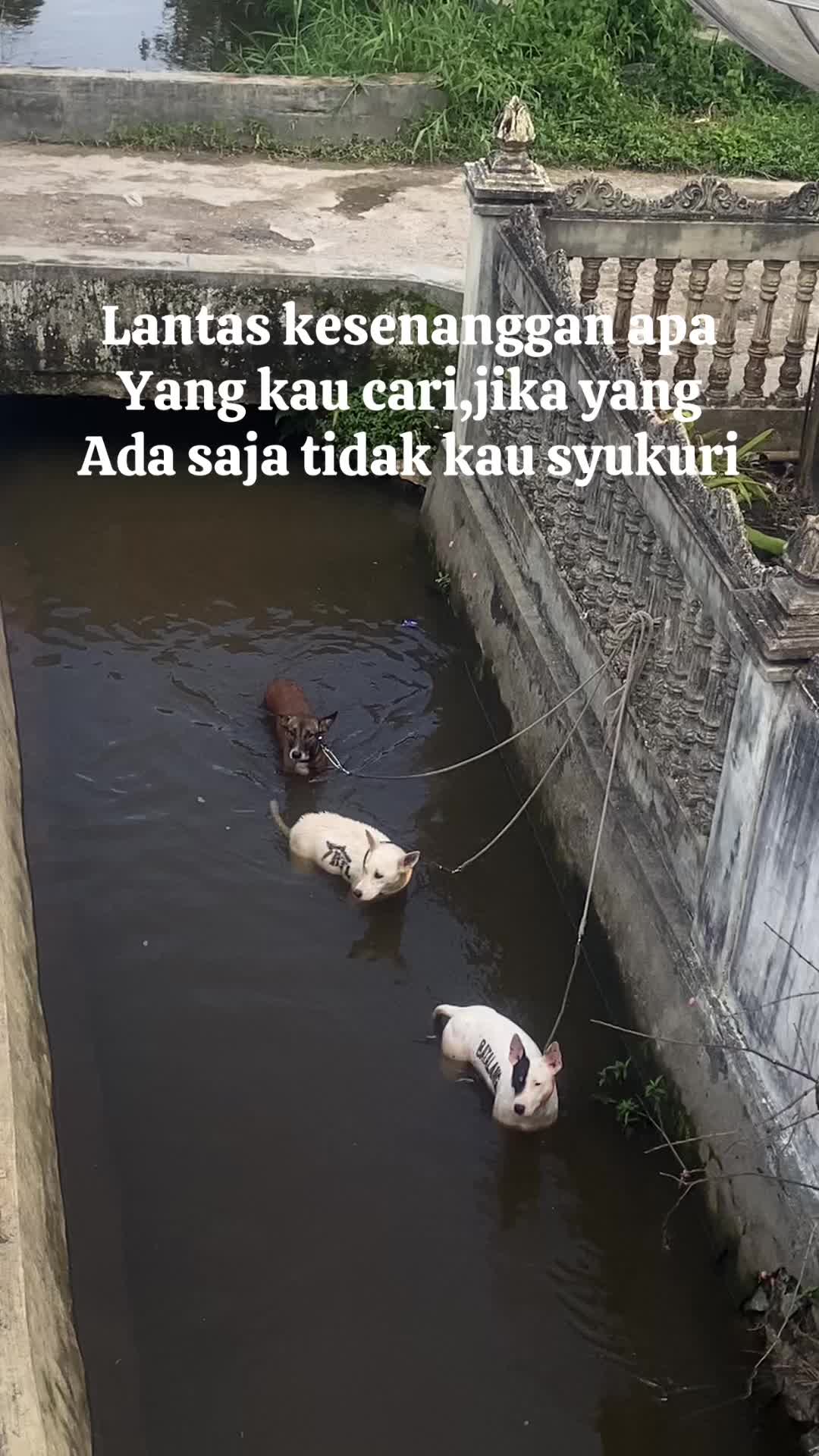 @Jabua