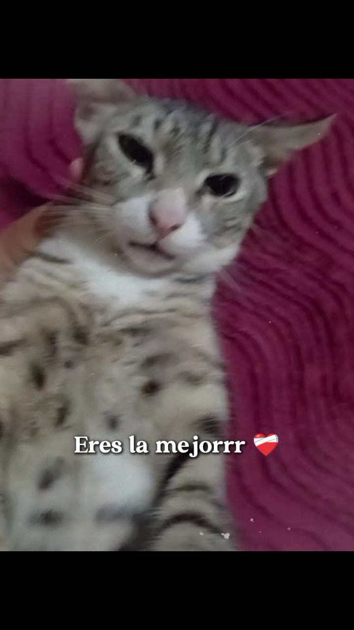@Daily Gômez