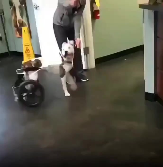 @Animalistas Unidos GymsEmp