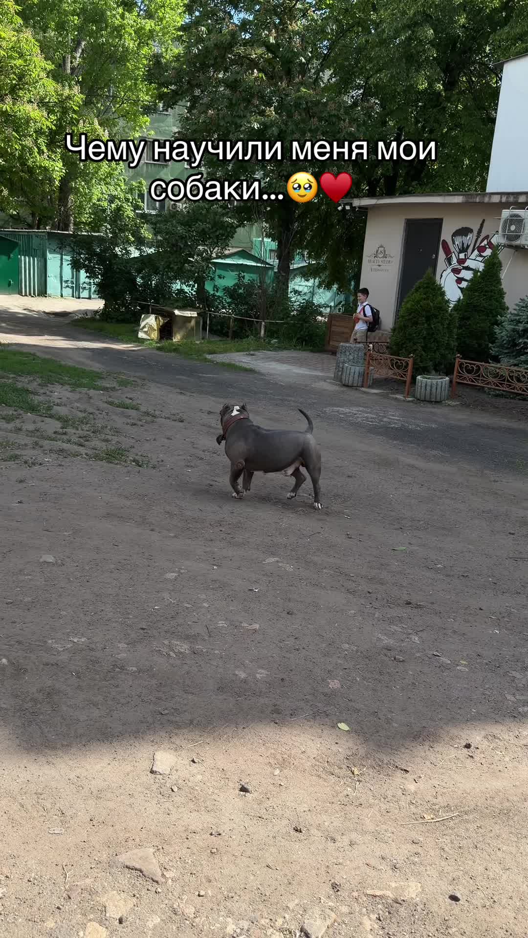 @Odessa Bully kennel