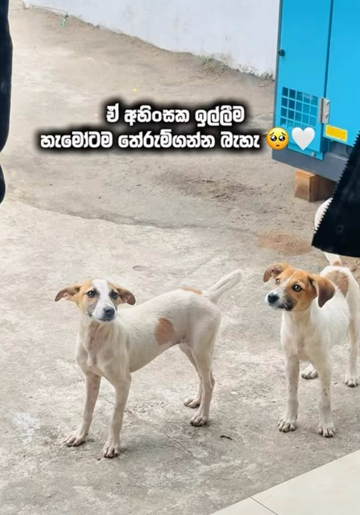 @DOG LOVERS