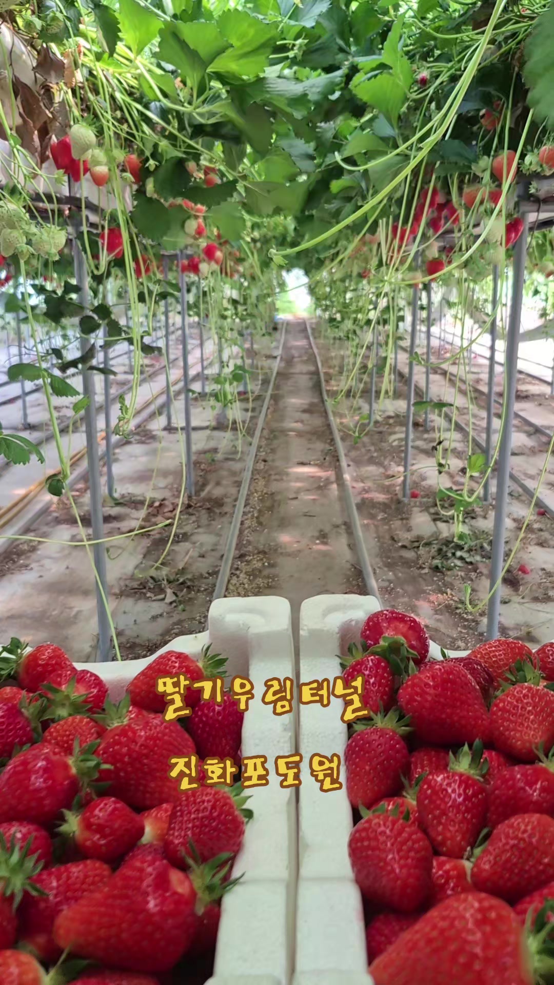 @진화포도원