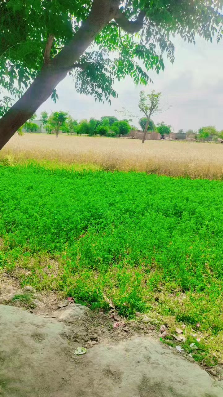 @Liaqat sahu
