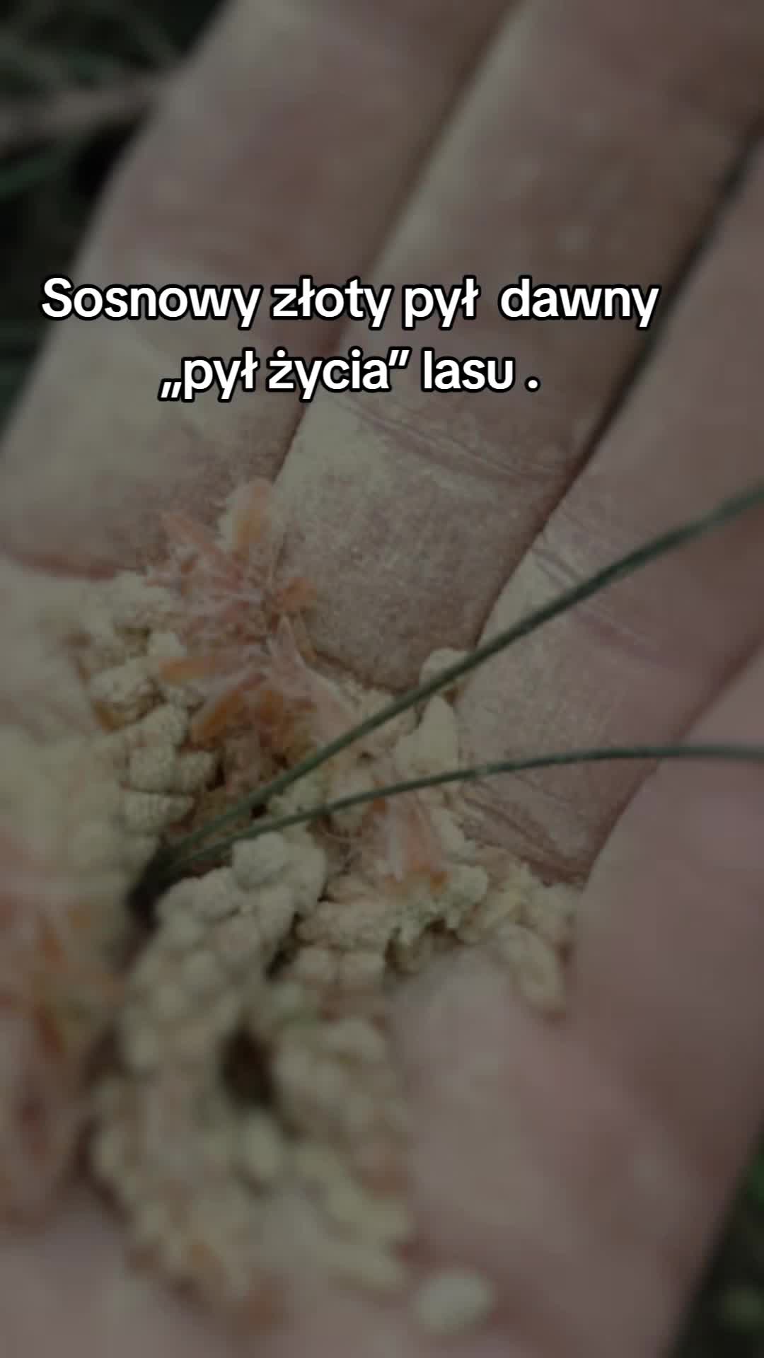 @Zielsko Szeptuchy