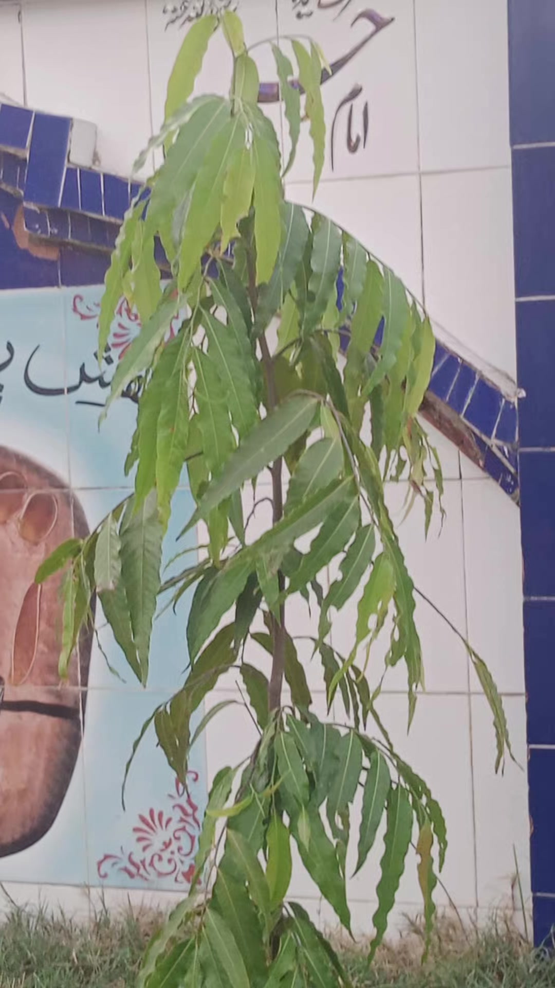 @جامع مسجد ڈیڑھ چک 😊💖💖💖