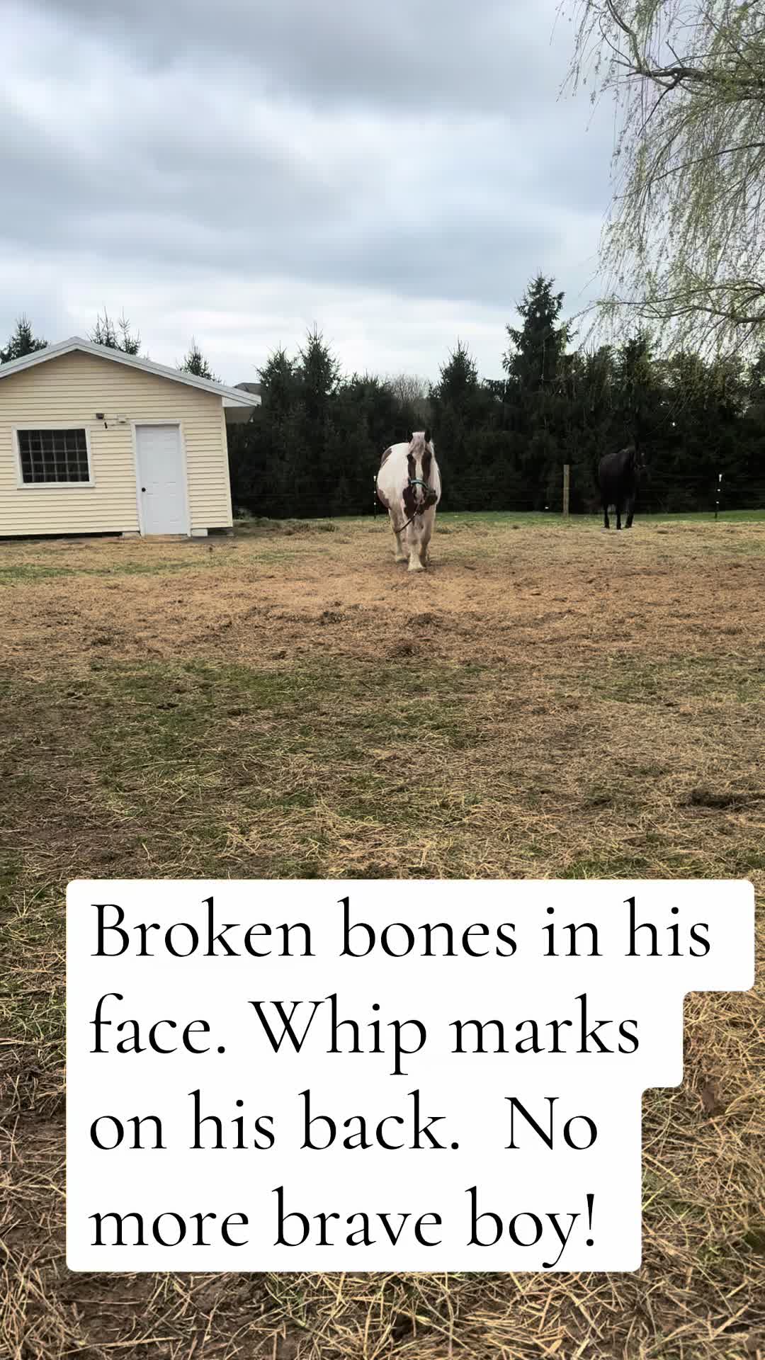 @Safe Place Pastures, Inc.